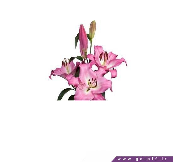 خرید گل آنلاین - گل لیلیوم اورینتال بروساگو - Lilium Oriental | گل آف